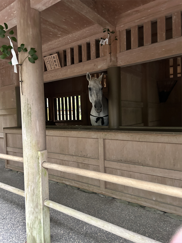 神馬様の写真